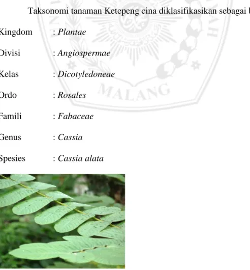 Gambar 2.1. Tumbuhan Ketepeng Cina (Cassia alata) (Josse,2009) 