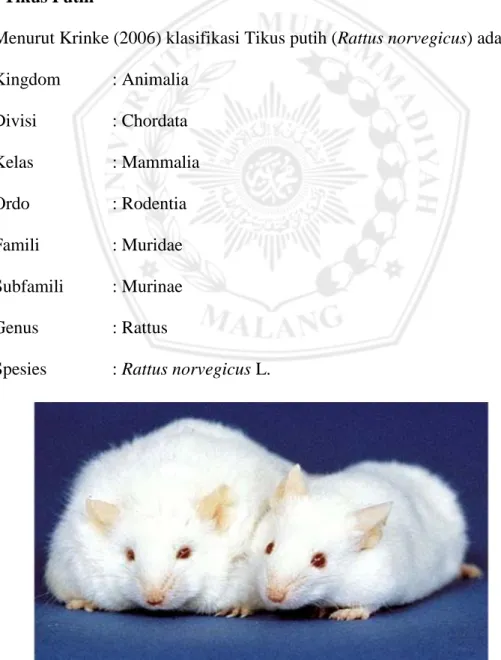 Gambar 2.10. Tikus Putih (Rattus norvegicus strain wistar ) (Krinke,2006) 
