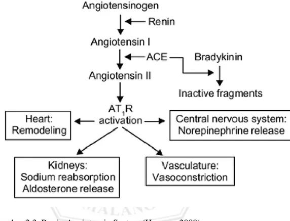Gambar 2.3. Renin-Angiotensin System (Humma, 2009)   2.2.3  Otot polos pembuluh darah 