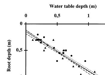 Fig. 3. Root depth at start of stem elongation and water tabledepth in winter (m). 1981 (circle), 1982 (triangle), 1983dash)(square)