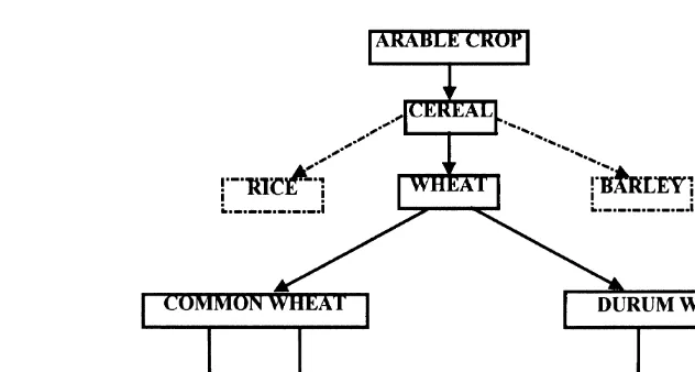 Fig. 3. Part of the crop hierarchy showing cereal and wheat types.