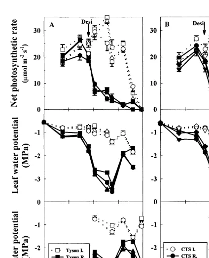 Fig. 3. Change with time of the calculated leaf osmotic potentialat full turgor (p100) in six irrigated (open symbols) and sixrainfed (closed symbols) chickpea genotypes grown in the ﬁeldat Merredin, Western Australia, in 1995 (Experiment 1)