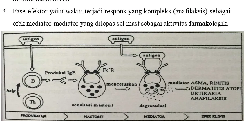 Gambar 2.1 Reaksi Tipe I. Antigen memasang sel B untuk membentuk IgE diikat oleh sel 