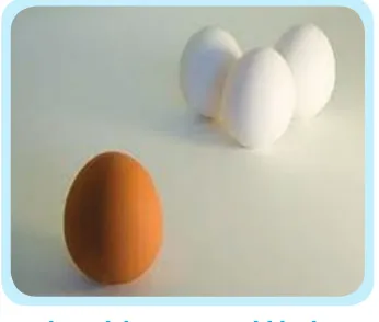 Gambar 4.2  Telur  mudah dapat berdiri pada saat Wushi  pukul 11.00-13.00