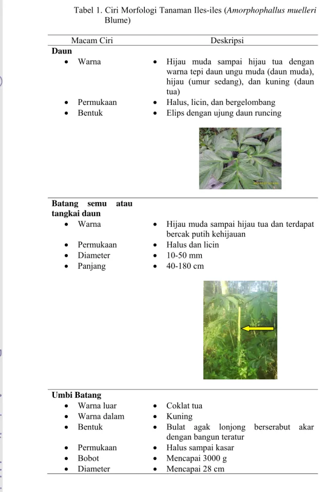 Tabel 1. Ciri Morfologi Tanaman Iles-iles (Amorphophallus muelleri  Blume) 