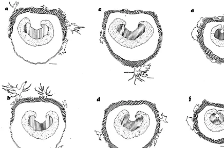 Fig. 5. Transverse sections through the basal (a,c,e) and distal (b,d,f) end of the petioles of E