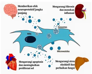 Gambar  1.  Gambaran  umum  kerja  MSC- MSC-EVs dalam berbagai penyakit 
