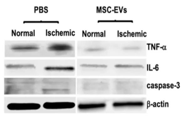 Gambar  2.  Efek  MSC-EVs  dalam  berbagai  dosis  terhadap  banyaknya  kematian  sel  yang  diinduksi  OGD  pda  sel 