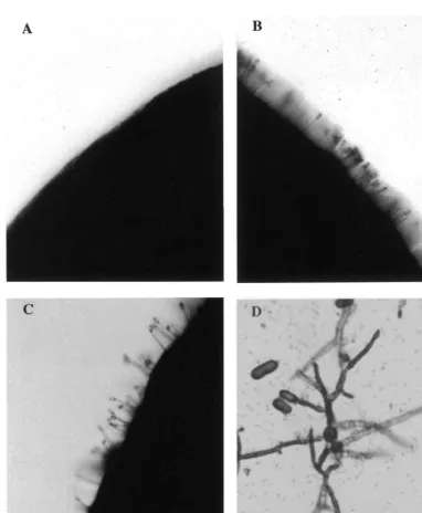 Fig. 1. Production of secondary conidia of Claviceps africana(A) Seed dipped in water, but not inoculated with (non-infested control) pathogen
