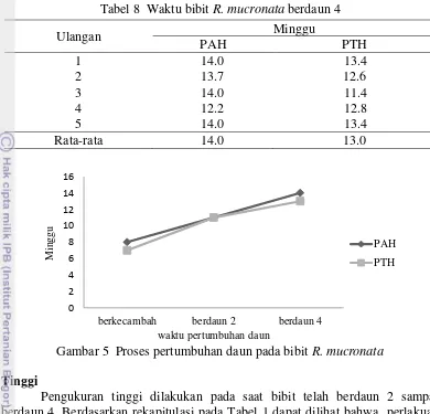 Tabel 8  Waktu bibit R. mucronata berdaun 4 