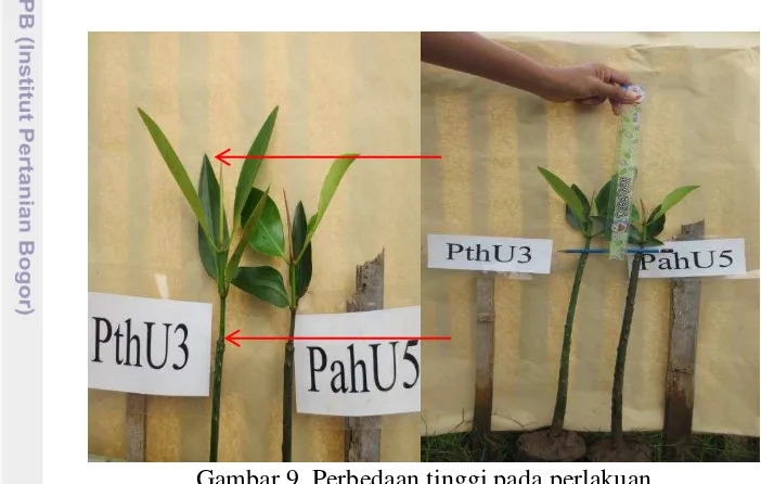 Gambar 9  Perbedaan tinggi pada perlakuan 