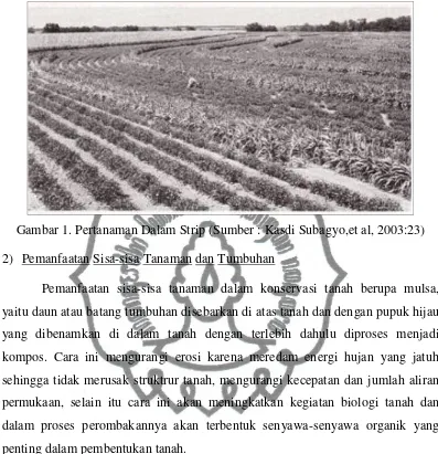 Gambar 2. Aplikasi Mulsa pada Pertanaman Jagung (Kiri) (Sumber : Kasdi Subagyo,et al, 2003:24) dan Mulsa Batang Jagung (Kanan) (Sumber : Dept.Pertanian, 2007 :18) commit to user 