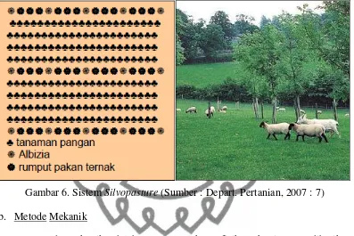 Gambar 6. Sistem Silvopasture (Sumber : Depart. Pertanian, 2007 : 7) 