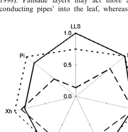 Fig. 4. Radar graph realised utilising LLS, LDI, �, SLW, L,Xh and Pi for Cistus incanus, Phillyrea latifolia and Quercusilex