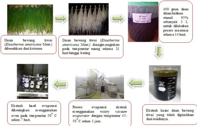 Gambar 2. Proses pembuatan ekstrak daun bawang tiwai 