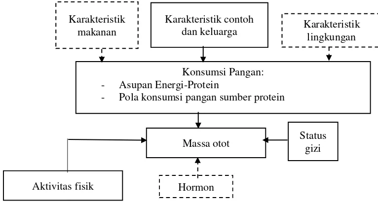 Gambar 1 Kerangka pemikiran hubungan pola konsumsi pangan sumber protein dan aktivitas fisik dengan massa otot pada remaja 