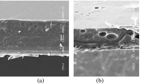 Fig. 5. Morphology of cross section membrane (a) PS and (b) PSS.  