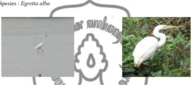 Gambar 4. Egretta alba, gambar (a) Hasil Lapangan, sedangkan gambar (b) Hasil 