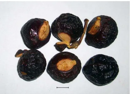 Gambar 1. Buah lerak yang berasal dari Desa Maga,  Kecamatan Panyabungan, Tapanuli Selatan  (skala = 1 cm)