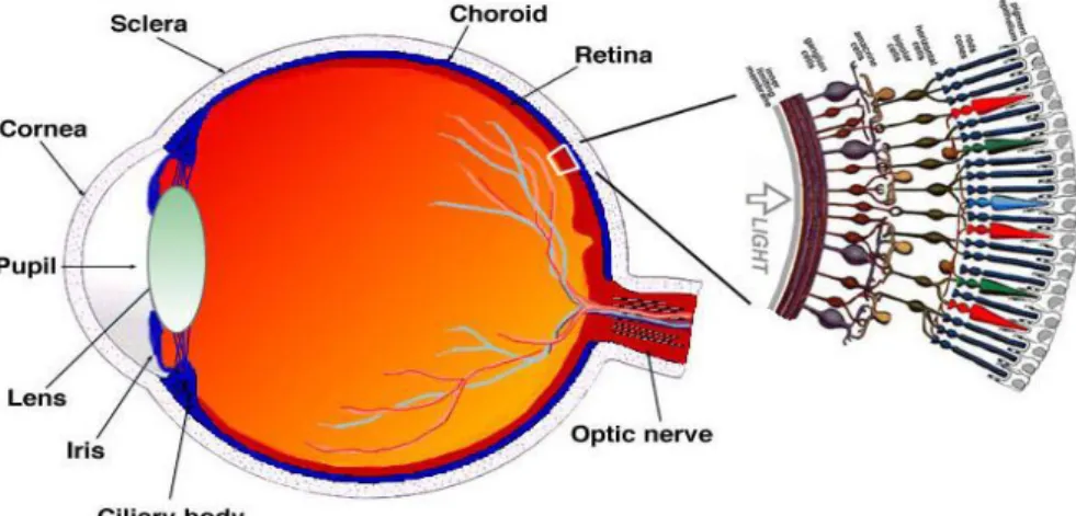 Gambar 2.1 Struktur Retina  (Sumber : Kolb,2011) 