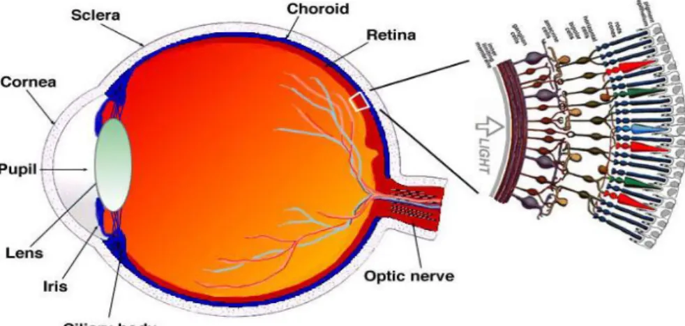 Gambar 2.1 Struktur Retina  (Sumber : Kolb, 2011) 