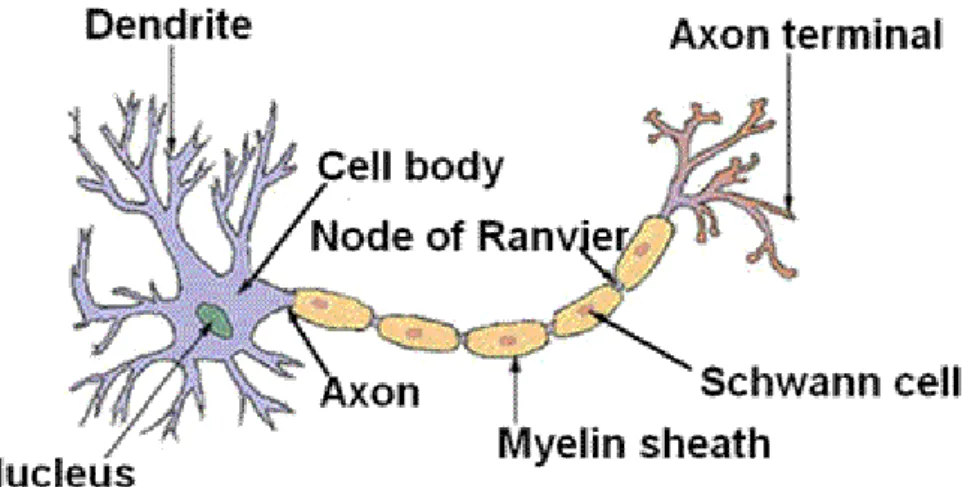 Gambar 2.2 Struktur Neuron  (Sumber : Boundless, 2014) 