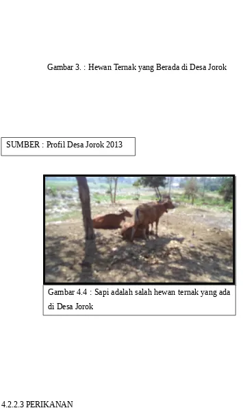 Gambar 3. : Hewan Ternak yang Berada di Desa Jorok