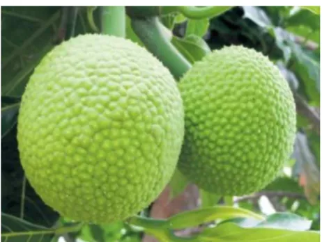 Gambar 2.2 Buah Sukun 
