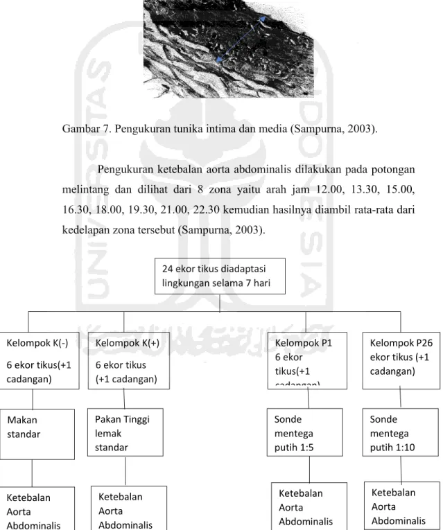 Gambar 7. Pengukuran tunika intima dan media (Sampurna, 2003).