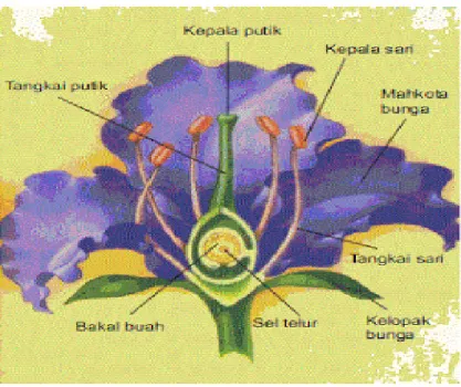 Gambar 1. Bagian-bagian bunga 