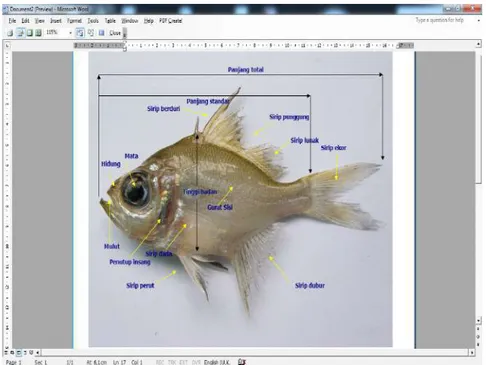 Gambar 1. Bentuk badan ikan yang menunjukkan ciri  morfologi utamanya.                                                                                                           