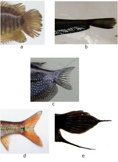 Gambar 2. Tipe-tipe utama sirip ekor ikan air  tawar: a. Membulat (Betok), b. Bersegi (Lais  tapah), c