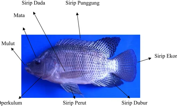 Gambar 2.1 Morfologi Ikan Nila Srikandi (KEPMEN No. KEP.09/MEN,2012)  2.2  Habitat dan Kebiasaan Hidup 