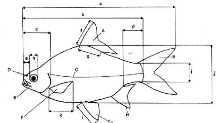 Gambar  1.  Skema  ikan  untuk menunjukkan  ciri-ciri  morfologi utama  dan  ukuran- ukuran-ukuran  yang  digunakan  dalam  identifikasi  (A)  Sirip  punggung, (B)sirip ekor, (C) gurat sisi, (D)lubang hidung, (E) sungut, (F)sirip dada, (G)sirip perut, (H)s