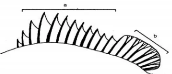 Gambar  5.  Bagian  sirip  punggung  pertama  yang  keras  (a)  dan  bagian  kedua  yang lunak (b)