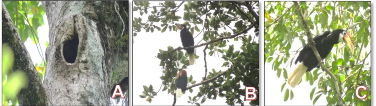 Gambar  3.  (A)  lubang  pada  pohon  yang  digunakan  untuk  bersarang,  (B)  sepasang  burung  julang  irian  (jantan-bawah,  betina-atas)  di  lokasi  Hua  Hui  Jalang,  dan  (C)  burung  julang irian (betina) di lokasi Ilie