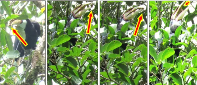 Gambar 6. Aktivitas dan perilaku makan burung Julang Irian (Rhyticeros plicatus) 