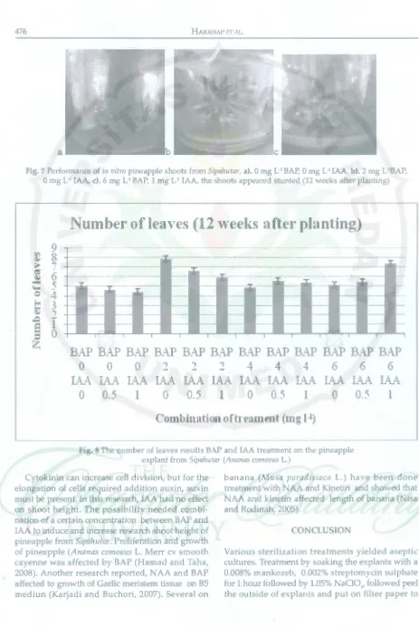 Fig. 7 Performance of in vitro pineapple shoots from Sipahutar, a). 0 mg L·1 BAP, 0 mg L·1 IAA, b)