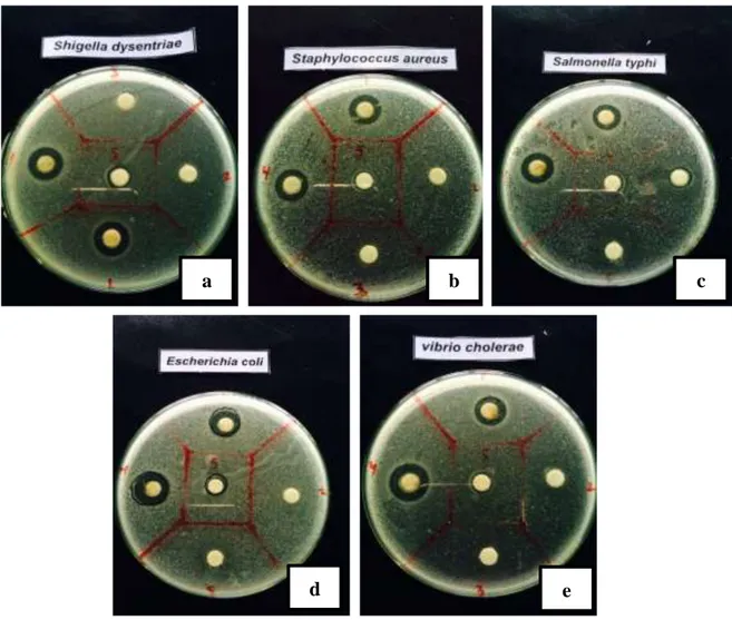 Gambar  1.  Foto  hasil  pengujian  aktivitas  antibakteri  terhadap  bakteri  uji  yaitu  (a)  Shigella  disentri,  (b)  Staphylococcus  aureus,  (c)  Salmonella  typhi,  (d)  Escherichia  coli dan (e) Vibrio cholera