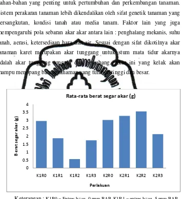 Gambar 4. Rata-rata berat segar akar karet pada 120 HST. 