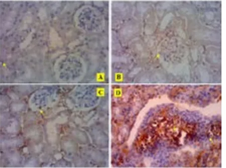 Gambar 5.3. Perbandingan gambaran protein IL-17 yang diekspresikan sel netrofil masing-masing kelompok