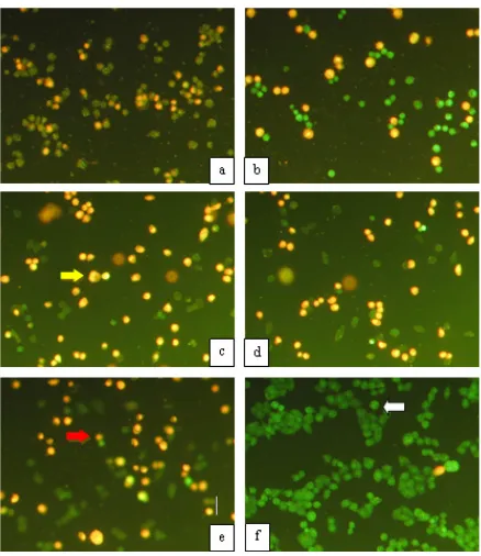 Gambar 4 Hasil perlakuan dan inkubasi selama 24 jam pada kelompok double staining sel WiDr setelah dengan EEP konsentrasi ½ IC50 (a), IC50 (b), 2IC50 