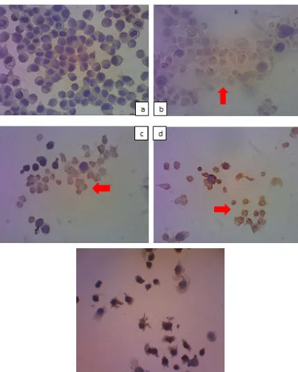 Gambar 7 Hubungan antara konsentrasi bahan uji dengan rata-rata persentase ekspresi protein bax pada sel HeLa setelah inkubasi 24 jam