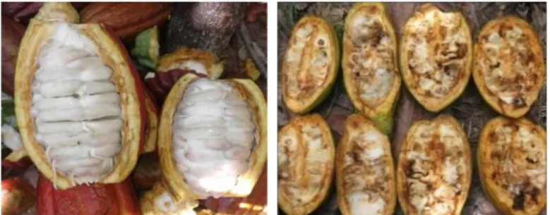 Gambar 2.  Buah kakao yang sehat (A) dan terserang hama PBK (B)                      (Sumber: kebun petani, 2016)