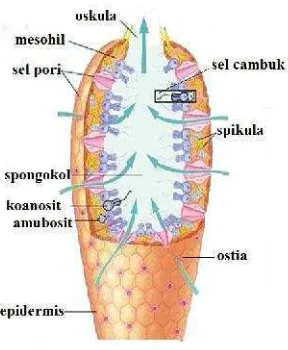 Gambar 1. Salah satu struktur sel sponga yang paling sederhana.
