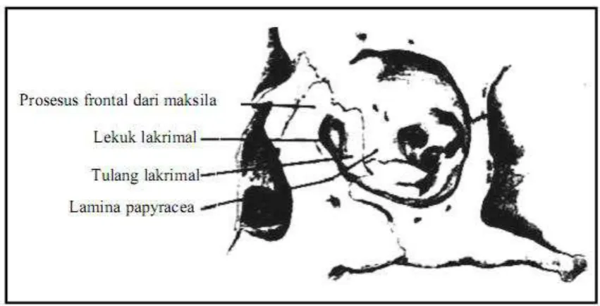 Gambar 6. Atap dari orbita (Robert,1984) 
