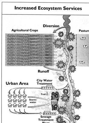 Fig. 3. Diagram of increased ecosystem services.