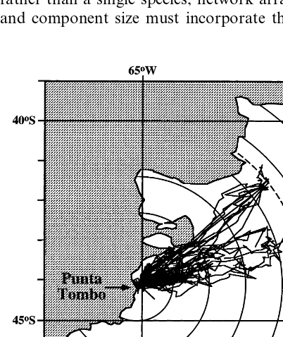 Fig. 2. Satellite telemetry tracks of 19 foraging Magellanicpenguins leaving from and returning to a colony at PuntaTombo, Argentina (1995–1998)