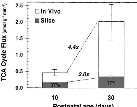 Fig. 4. Comparison of the rates of glucose oxidation (TCA cycle ﬂux)between 10- and 30-day-old neocortex in vivo and cortical slices in vitro.A much greater increase in TCA cycle ﬂux occurs in the neocortex invivo than in brain slices between 10 and 30 postnatal days.