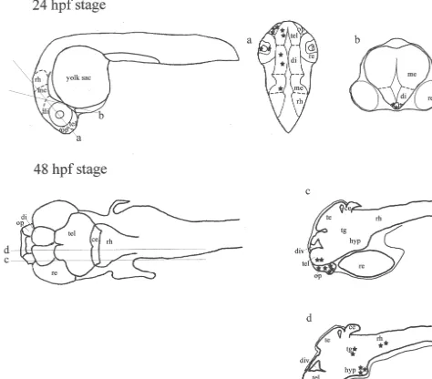 Fig. 1. Schematic sections through the brain, olfactory pit and retina of embryos of D(c and d, sagittal sections)